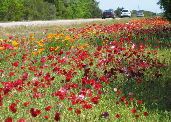 2004-04-18i Roadside Flowers.JPG