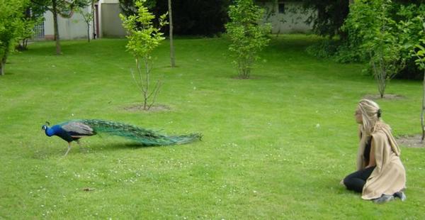 2004-05-14d Peacock.jpg