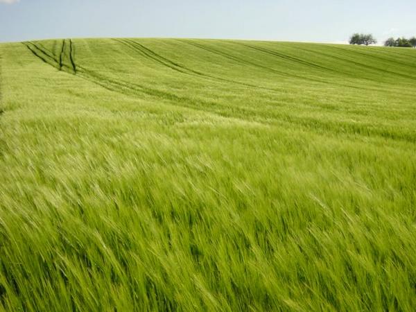 2004-05-16i Grain 1.JPG