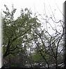 2004-02-25 Rain.JPG