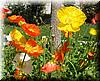 2004-03-15a Poppies.JPG