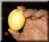 2004-05-21b Singing Egg Timer.JPG