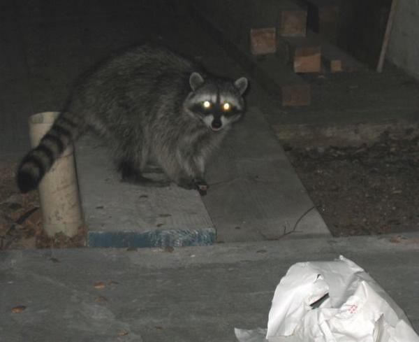 2004-08-01f Raccoon 2.JPG