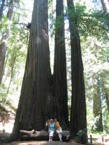 2004-09-04b Redwoods.jpg