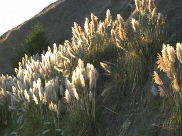 2004-09-10i Grass.JPG