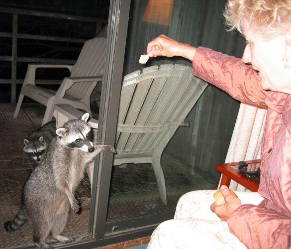 2004-09-10j Raccoons.JPG