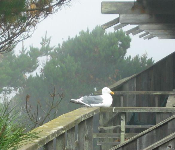 2004-09-11a Morning Visitor.JPG