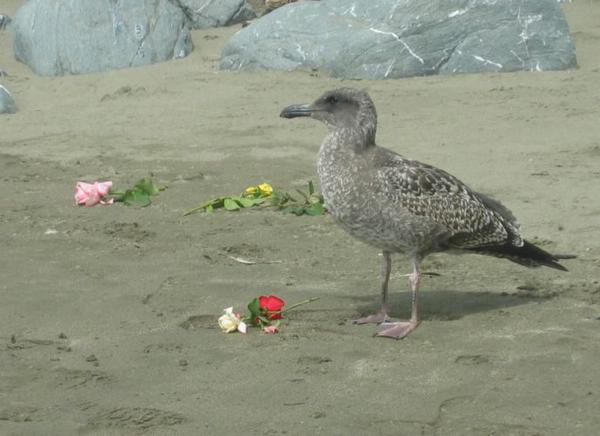 2004-09-11i Rose Gull.JPG