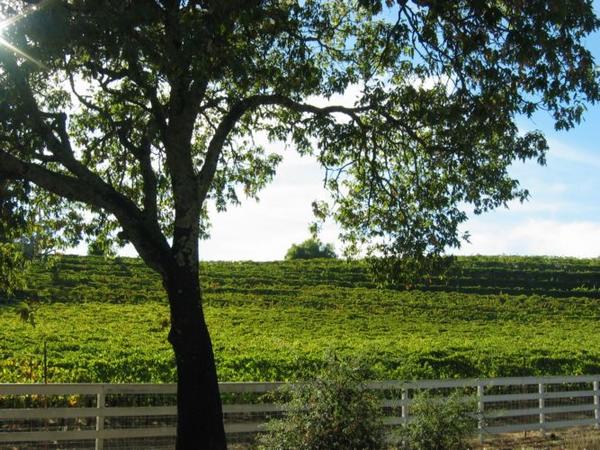 2004-09-11o Wine Country.JPG