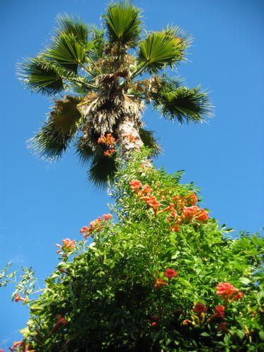 2004-09-12b Palm Tree With Flowers.jpg