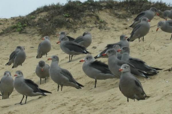 2004-09-18c Grey Seagulls.JPG