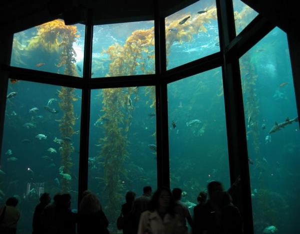 2004-09-18p Kelp Garden.JPG