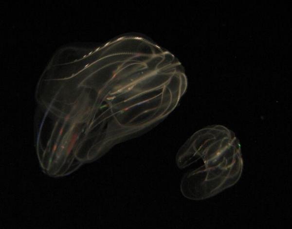2004-09-18s Jellyfish 3.JPG