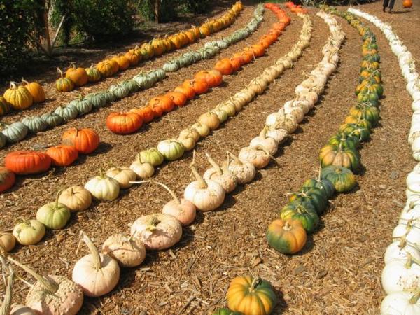 2004-09-19c Pumpkin Rows.JPG