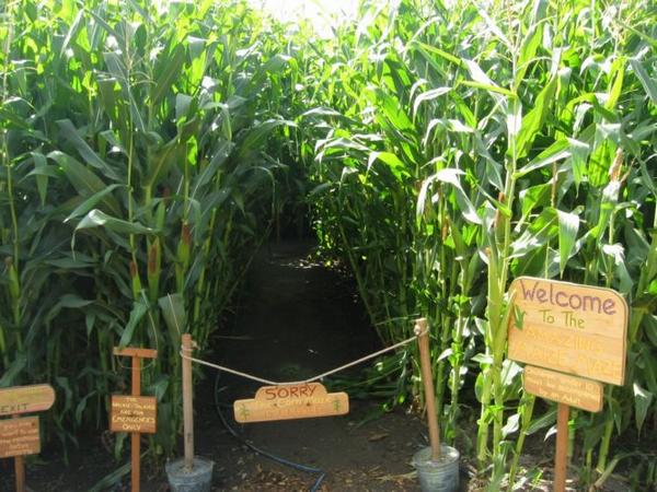 2004-09-19e Corn Maze.JPG
