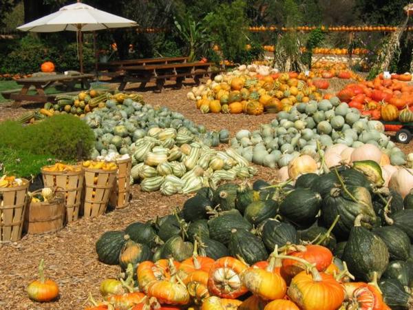 2004-09-19i Piles Of Pumpkins.JPG