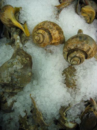 2004-09-25f Sea Snails.jpg