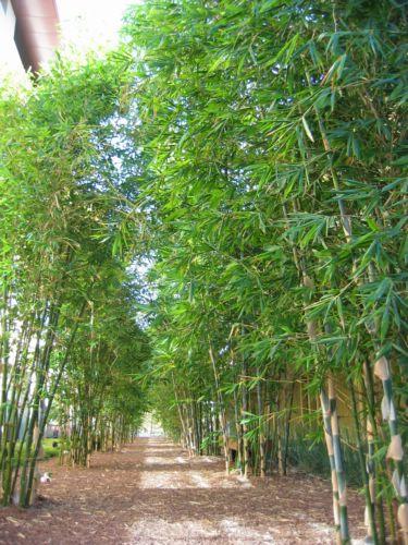 2004-10-09b Bamboo Alley.jpg