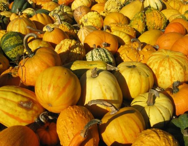 2004-10-31f Pumpkins.JPG
