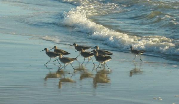 2004-10-31j Sandpipers.JPG