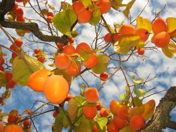 2004-11-25a Persimmons.JPG