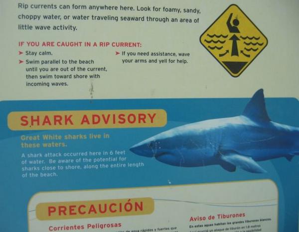 2004-11-27f Sharks.JPG