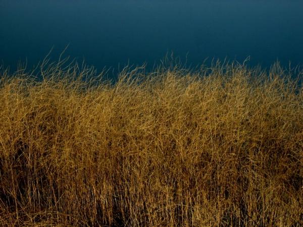 2004-12-04c Shoreline Grass.JPG