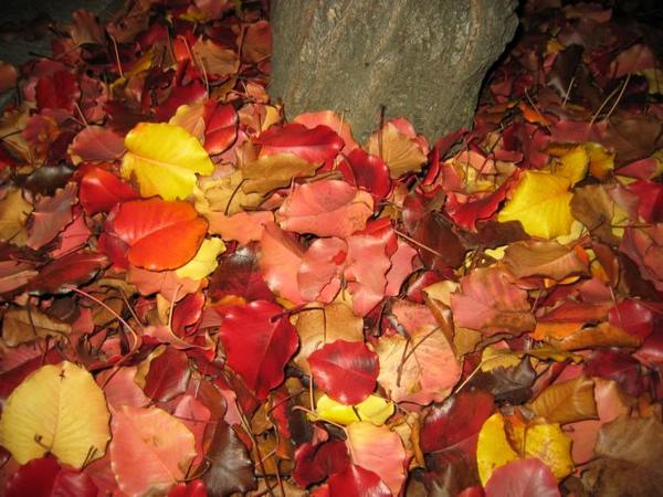 2004-12-13i Leaves.JPG