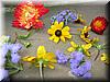 2004-08-20g Flowers.JPG