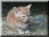 2004-08-22e Kitties 2.JPG