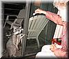 2004-09-10j Raccoons.JPG