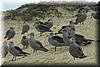 2004-09-18c Grey Seagulls.JPG