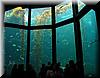 2004-09-18p Kelp Garden.JPG