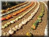 2004-09-19c Pumpkin Rows.JPG