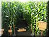 2004-09-19e Corn Maze.JPG