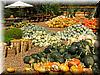 2004-09-19i Piles Of Pumpkins.JPG