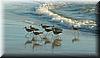 2004-10-31j Sandpipers.JPG
