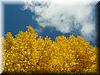 2004-11-12a Fall Gingko.JPG