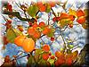 2004-11-25a Persimmons.JPG