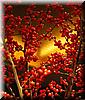 2004-11-26c Four Seasons Berries.jpg