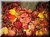 2004-12-13i Leaves.JPG