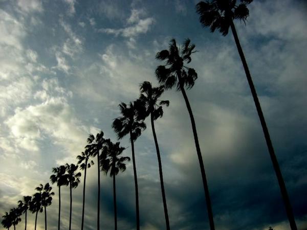 2005-01-13l Palms Trees.jpg