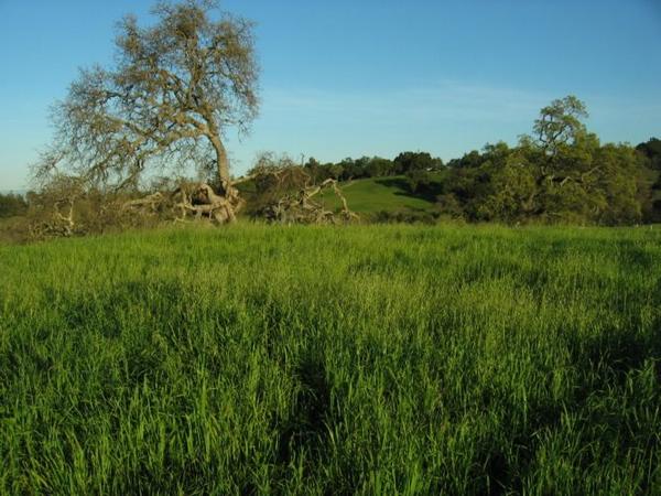 2005-03-10a Green Arastradero.JPG