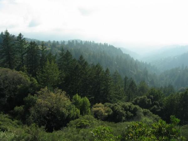 2005-03-13a Foggy Foothills.JPG