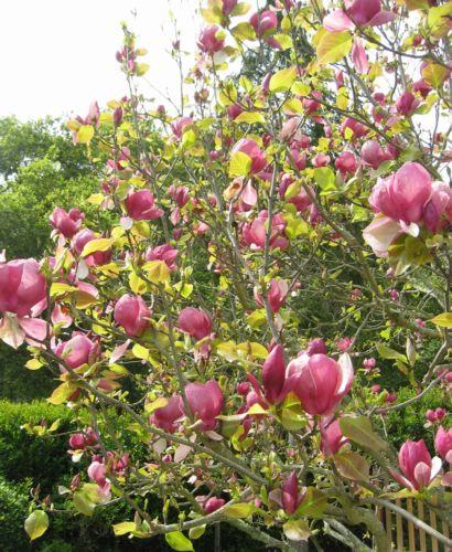 2005-03-27b Magnolia.JPG