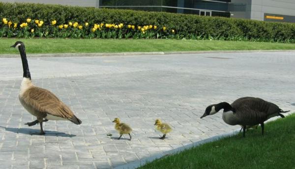 2005-05-05g SAP Geese.JPG