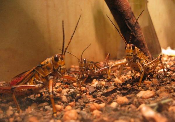 2005-05-07n Grasshoppers.JPG