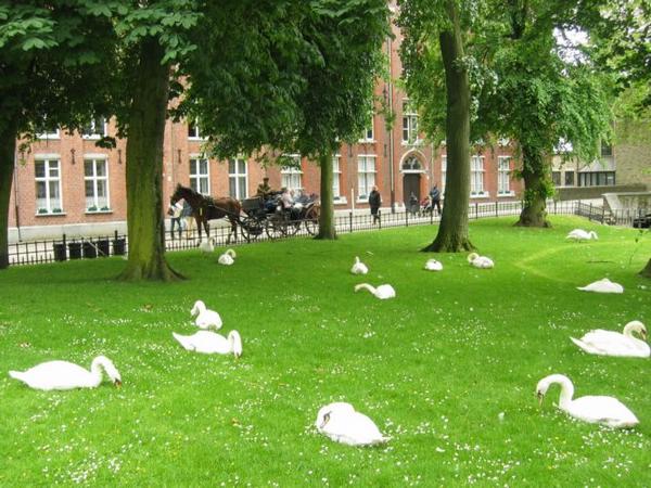 2005-06-04g Resting Swans.JPG