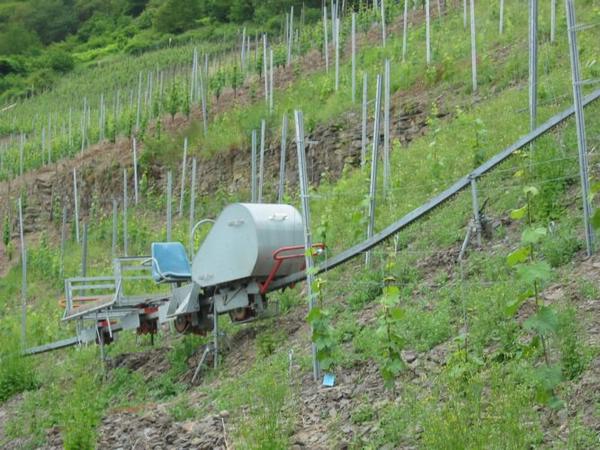 2005-06-05k Reaching Steep Vineyards.JPG