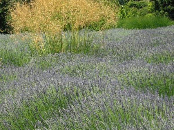 2005-06-12d Lavender Detail.JPG